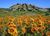 Northern Cape