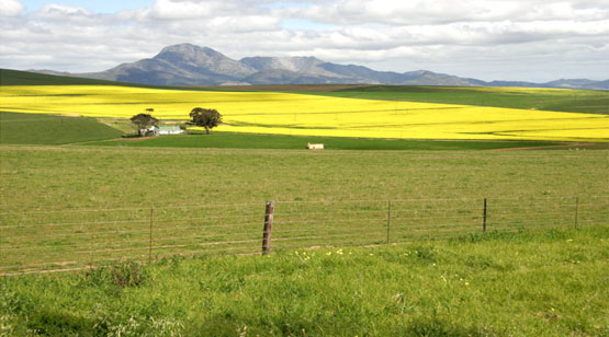 The Langeberg Mountains